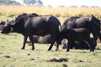 Chobe River Safari (23)
