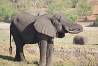 Chobe River Safari (24)