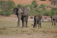 Chobe River Safari (25)