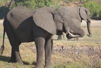 Chobe River Safari (26)