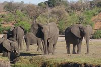Chobe River Safari (28)