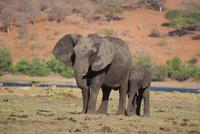 Chobe River Safari (29)