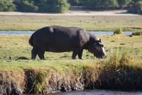 Chobe River Safari (30)