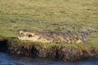 Chobe River Safari (35)
