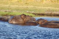 Chobe River Safari (38)