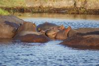Chobe River Safari (39)