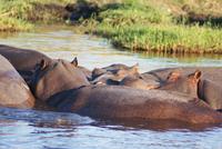 Chobe River Safari (40)