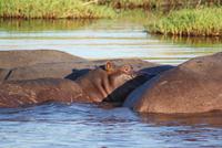 Chobe River Safari (41)