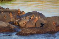 Chobe River Safari (43)