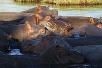 Chobe River Safari (44)