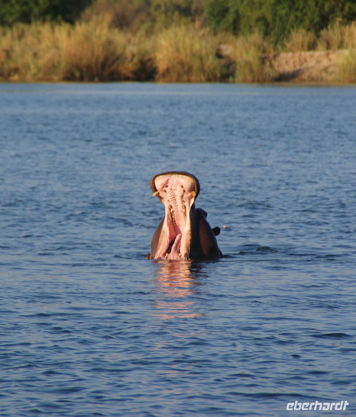 Sunset Cruise Sambesi River