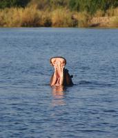 Sunset Cruise Sambesi River