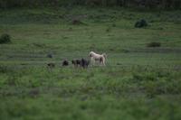 Arusha Alboni Pabian