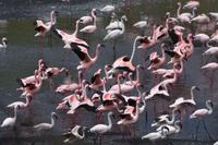 Arusha Momella Seen und Flamingos