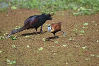 Manyara Brauner Sichler und Jacana