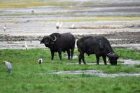 Manyara Büffelbullen