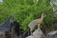 Manyara Klippspringer Antilope