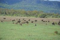 Manyara Pavianherde