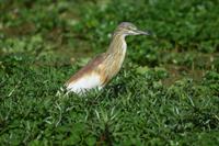 Manyara Rallenreiher