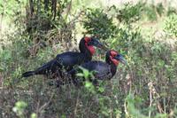 Manyara Südliche Hornraben