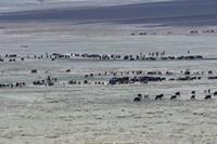 Massai Steppe Rinderherden