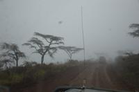 Ngorongoro Bergnebelwald