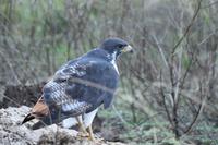 Ngorongoro Blaubussard