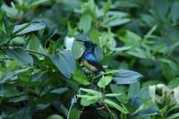 Ngorongoro Gelbbauch Nektarvogel