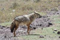 Ngorongoro Goldschakal