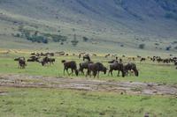 Ngorongoro Im Krater 3