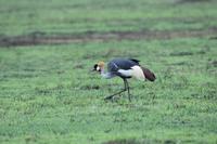 Ngorongoro Kronenkranich