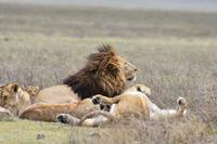Ngorongoro Löwen