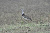 Ngorongoro Riesentrappe