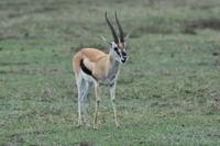 Ngorongoro Thomsongazelle