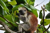 Sansibar Roter Colobus