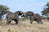 Serengeti Elefanten rangelnd