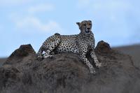 Serengeti Gepard
