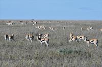 Serengeti Herde Thomsongazellen