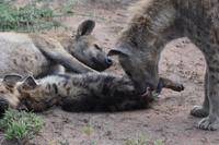 Serengeti Hyänen mit Welpen