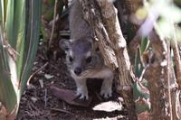 Serengeti Klippschliefer