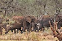 Tarangire Elefanten
