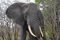 Tarangire Elefantenbull2 2