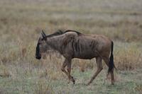Tarangire Gnu