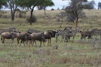 Tarangire Gnus zebras