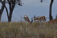 Tarangire Grantgazelle