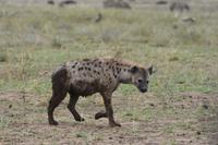 Tarangire Hyäne