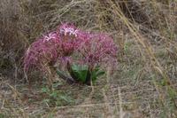 Tarangire Impala Lilie