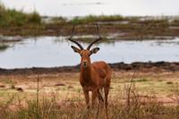 Tarangire Impala