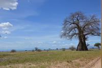 Tarangire Massai Steppe