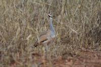 Tarangire Weißbauch Trappe